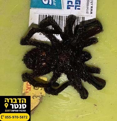 עכביש פרוונית שחורה