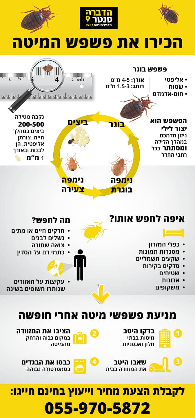 איך מזהים את פשפש המיטה