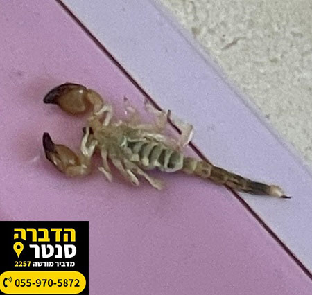 לכידת עקרב ארסי בבית