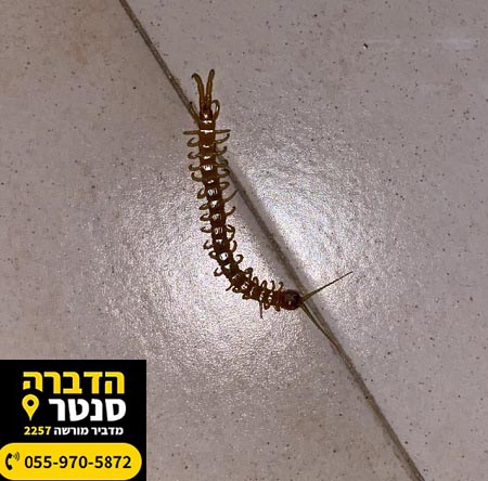 נדל ארסי בבית