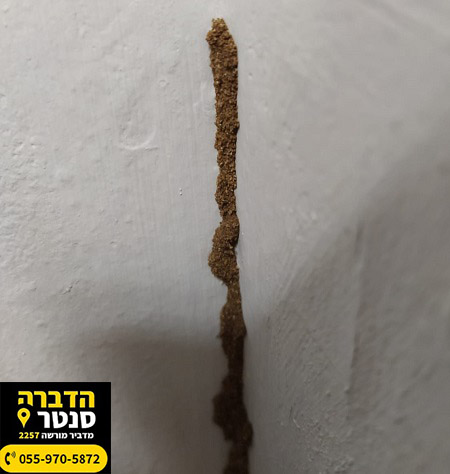 טרמיטים בבניין