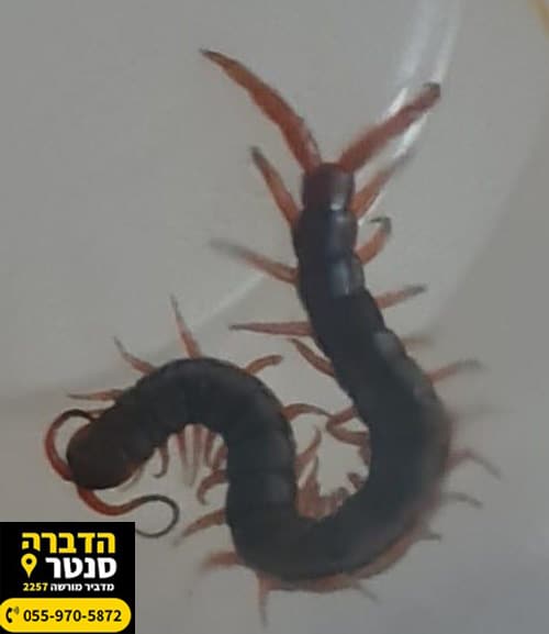 מרבה רגליים בבית