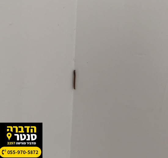 רב רגל שחור לפני הדברה