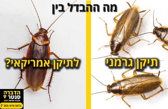 מה ההבדל בין תיקן גרמני לתיקן אמריקאי