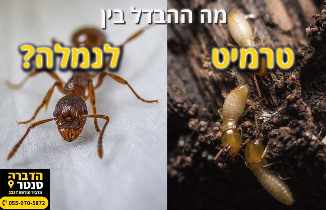 מה ההבדל בין נמלה לטרמיט