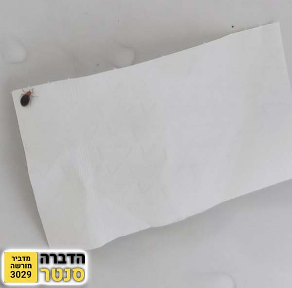 תמונה של פשפש המיטה