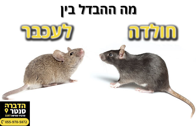 עכבר או חולדה