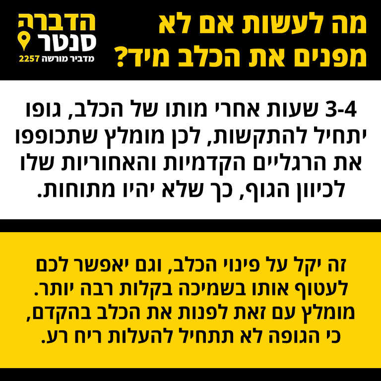 שלב 5 מה לעשות אם לא מפנים את הכלב מיד