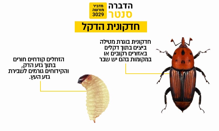 זיהוי חדקונית הדקל