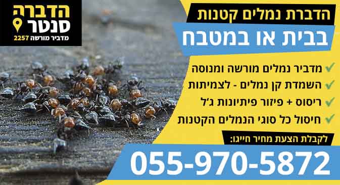 נמלים קטנות