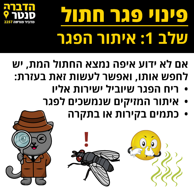 איתור פגר חתול