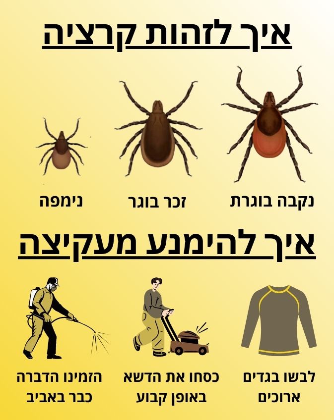 איך לזהות קרציות