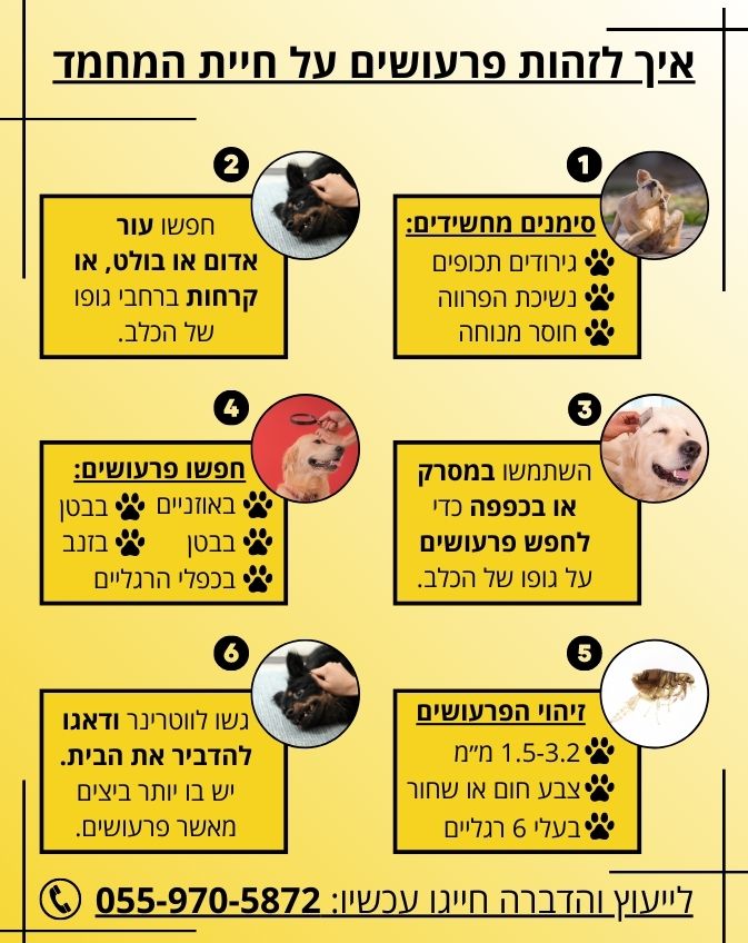 איך לזהות פרעושים