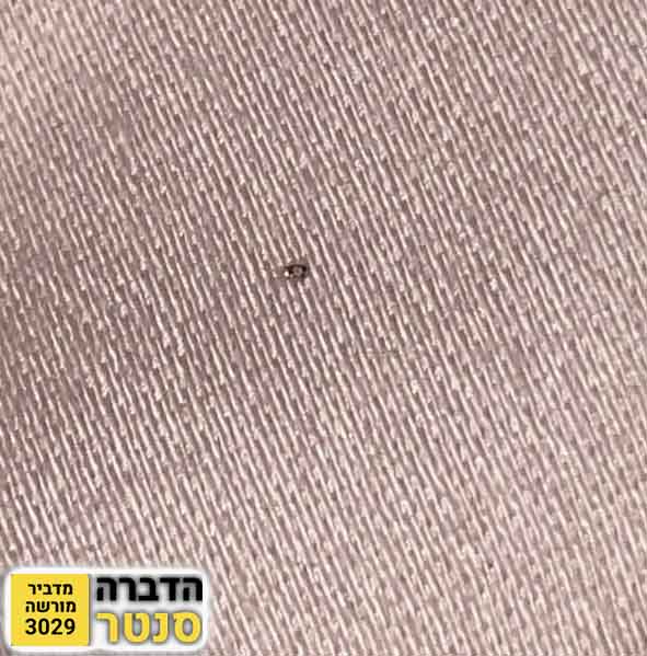 איך מזהים כיני יונים