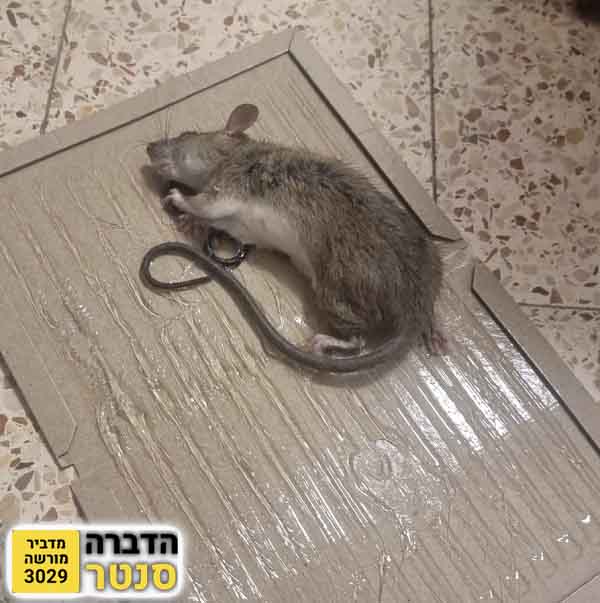 לכידת חולדה במטבח באמצעות מלכודת דבק