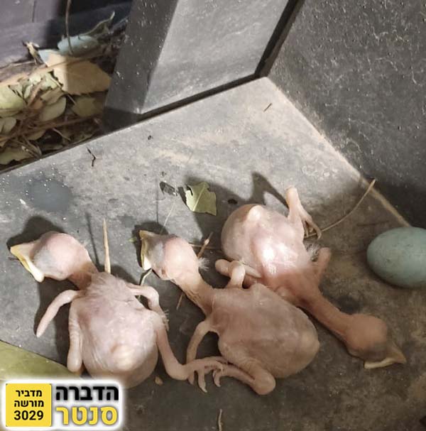 גוזלים של מיינה