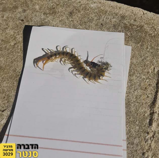 מרבה רגליים צהוב בחצר