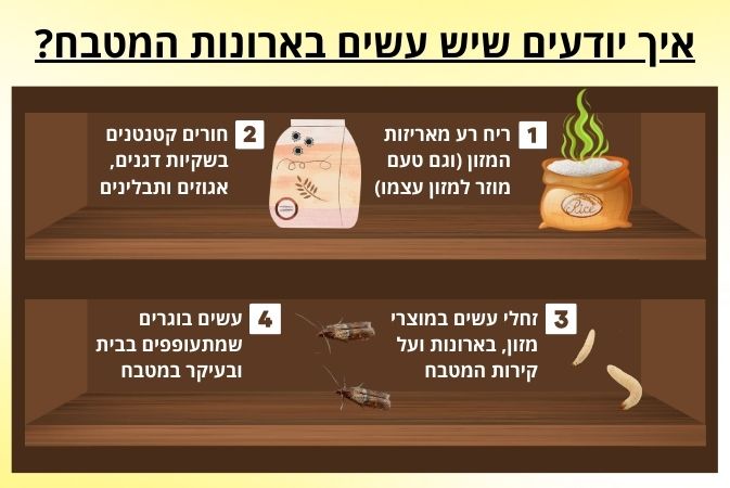 איך מזהים עש מזון במטבח