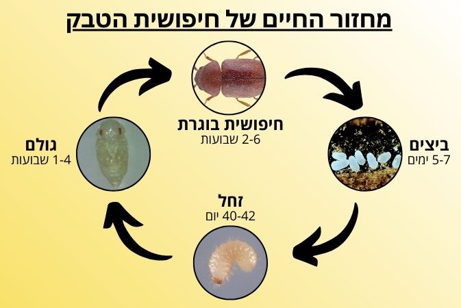 מחזור חיים חיפושית הטבק