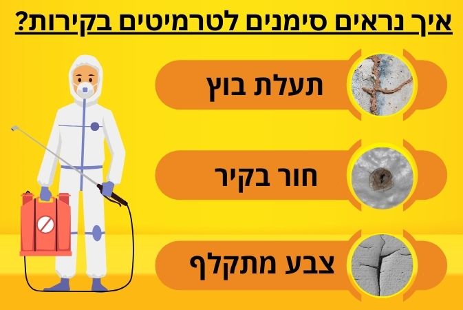 איך נראים סימנים לטרמיטים בקירות