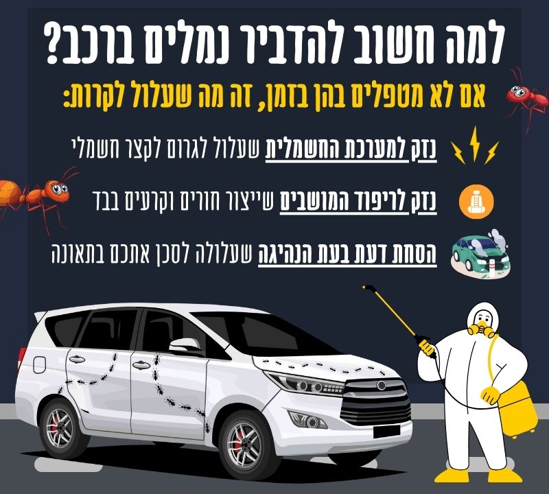 למה חשוב להדביר נמלים ברכב