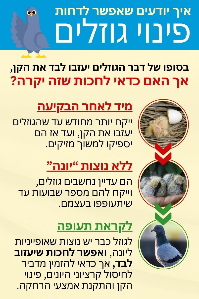 כמה זמן לוקח לגוזל של יונה לעוף