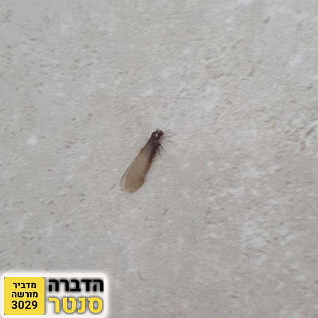 טרמיט מכונף