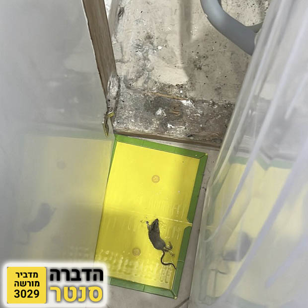 לכידת עכבר