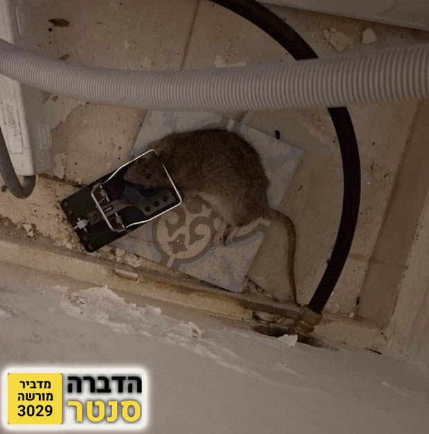 לכידת חולדה במלכודת קפיץ