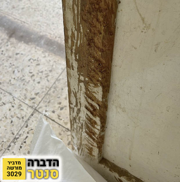 סימנים לטרמיטים בבית