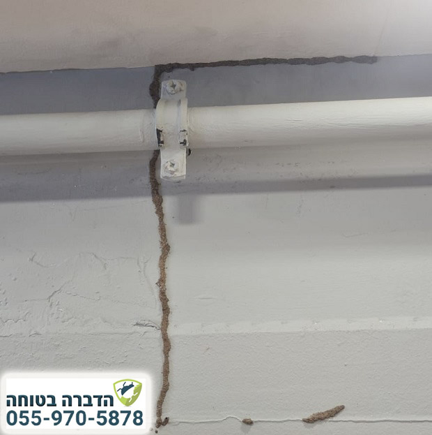 קן טרמיטים בקיר