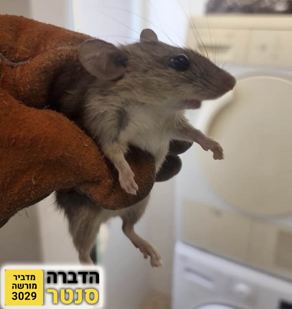 לכידת חולדה בתל אביב