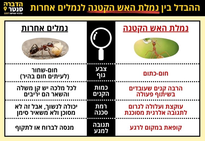 איך מזהים נמלת אש