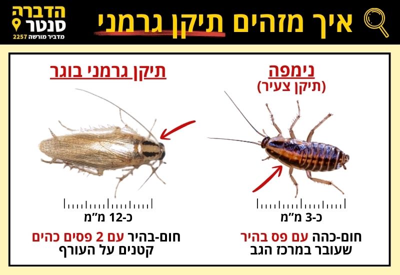 איך מזהים תיקן גרמני