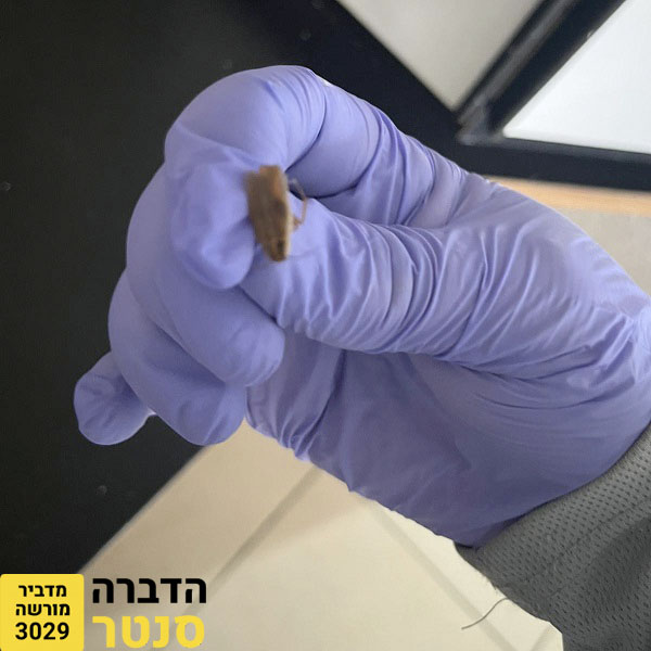 תיקן גרמני לפני הריסוס