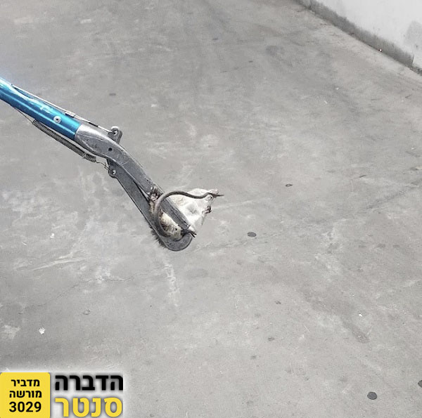 ловля крысы в частном доме