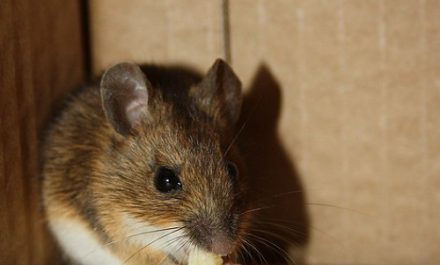 מה עכברים אוכלים
