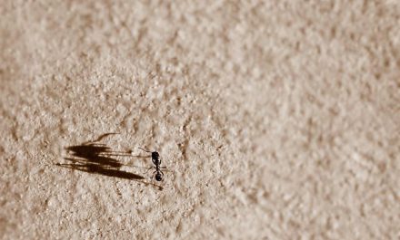 חרקים קטנים על הקירות
