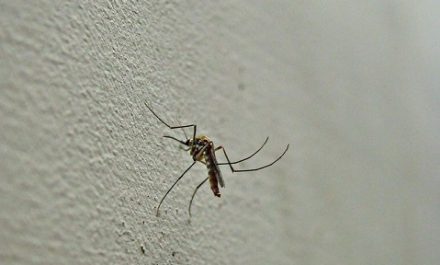 איך להרחיק יתושים
