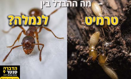 נמלה או טרמיט מה ההבדל?