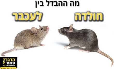 עכבר או חולדה מה ההבדל