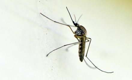 סוגי יתושים
